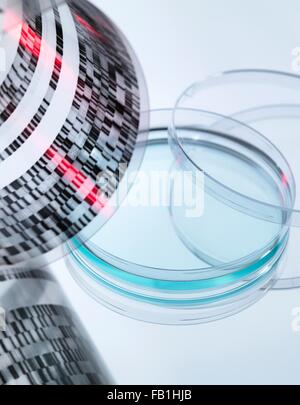 Angolo di alta vista di arricciato il sequenziamento di DNA su gel e capsula di petri Foto Stock
