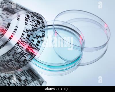 Angolo di alta vista di arricciato il sequenziamento di DNA su gel e capsula di petri Foto Stock