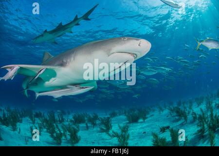 Basso angolo visuale subacquea di Lo squalo limone Il nuoto nei pressi di fondali marini, Tiger Beach, Bahamas Foto Stock