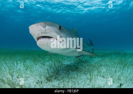 Basso angolo visuale subacquea di squalo tigre nuoto nei pressi di fanerogame fondale coperto, Tiger Beach, Bahamas Foto Stock