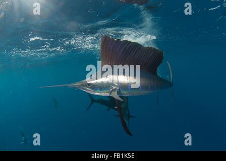 Subacquea vista laterale della Atlantic sailfish, Isla Contoy, Quintana Roo, Messico Foto Stock