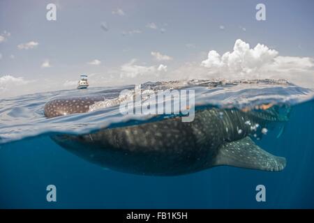 Squalo Balena alimentare sulla superficie dell'acqua, barca sull orizzonte, Isla Mujeres, Messico Foto Stock