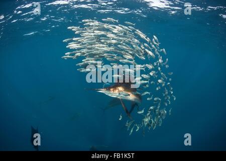 Vista subacquea di Atlantic sailfish a caccia di sardine baitball, Isla Contoy, Messico Foto Stock