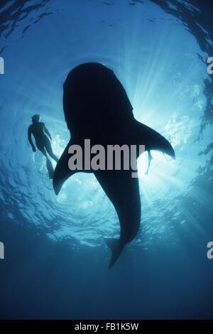 Vista subacquea da sotto un incurante di squalo balena di scuba diver nuoto a fianco, retroilluminato, Isla Mujeres, Messico Foto Stock