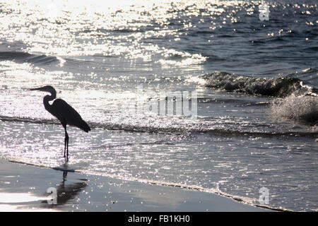 Florida sunrise, heron sulla spiaggia Foto Stock