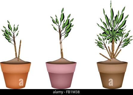 Illustrazione di dracaena pianta o Yucca Albero in vaso da fiori in terracotta per giardino decorazione. Illustrazione Vettoriale