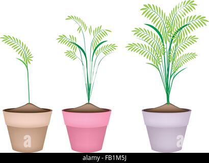 Concetto ambientale, illustrazione di bel verde riso, cereali, piante o felci in ceramica vasi di fiori o argilla vasi per piante f Illustrazione Vettoriale