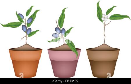 Frutta, illustrazione di tre olive in Cina con foglie e Blossom appeso sul ramo di albero in Terracotta Fioriere per giardino De Illustrazione Vettoriale