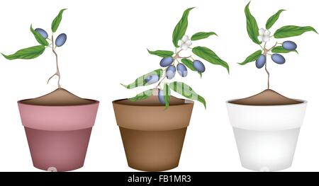 Frutta, illustrazione di tre Cina di olive o di un oliveto con foglie e Blossom appeso sul ramo di albero in vaso da fiori in terracotta Illustrazione Vettoriale