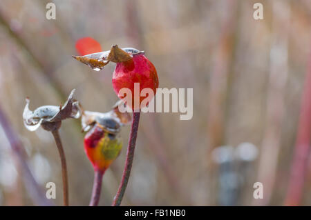 Coperte di ghiaccio di rosa canina(rosa canina) berry nel giardino d'inverno closeup. Foto Stock