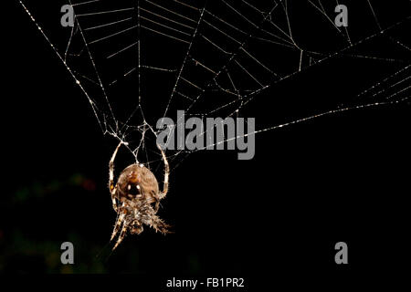 Una vedova Brown spider o Latrodectus geometricus pende da una web in Laguna Niguel, CA. La vedova marrone è uno dei ragni vedova in genere Latrodectus. Regno : Animalia Phylum : Arthropoda classe: Arachnida ordine: Araneae Sottordine Araneomorphae: Foto Stock