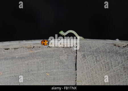 Bruco strisciare passato una coccinella Foto Stock