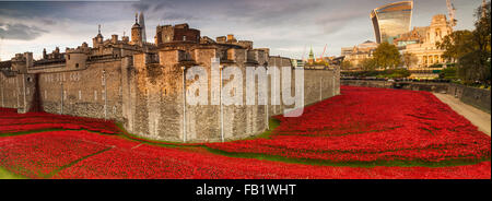 Questo incredibile arte installazione di oltre 800000 papaveri in ceramica presso la Torre di Londra del centesimo anniversario di WW1 Foto Stock