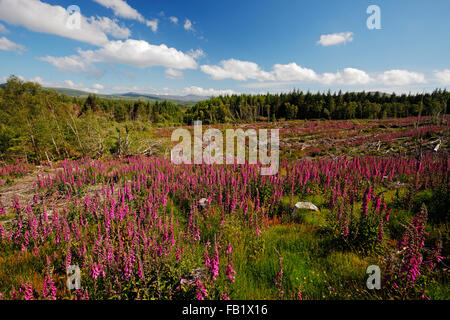 Foxgloves, latino: Digitalis purpurea Foto Stock