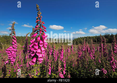 Foxgloves, latino: Digitalis purpurea Foto Stock