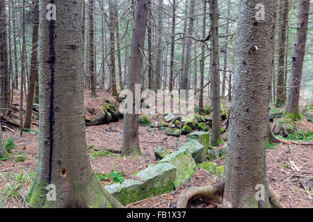 I resti di una vecchia cantina foro nel bosco lungo una strada abbandonata in Benton, New Hampshire. Foto Stock