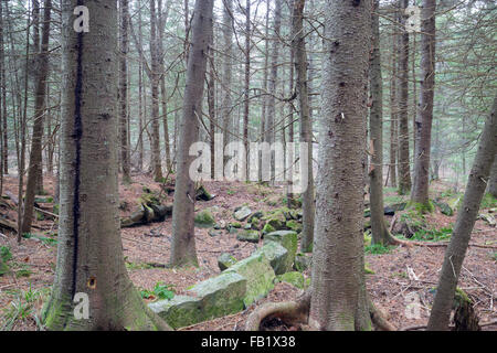 I resti di una vecchia cantina foro nel bosco lungo una strada abbandonata in Benton, New Hampshire. Foto Stock