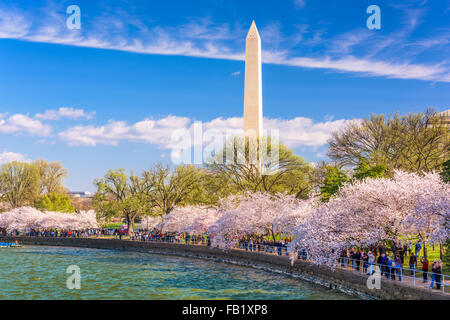 WASHINGTON DC - 10 Aprile 2015: folle passeggiata sotto gli alberi di ciliegio e il Monumento a Washington durante il festival di primavera. Foto Stock