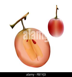 Incandescente bacche mature di uve rosse Illustrazione Vettoriale