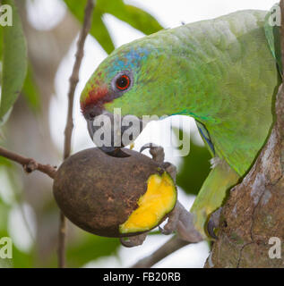 Festive amazon (Amazona festiva) mangiando mango, Pacaya Samiria riserva nazionale, Fiume Yanayacu, area amazzonica, Perù Foto Stock