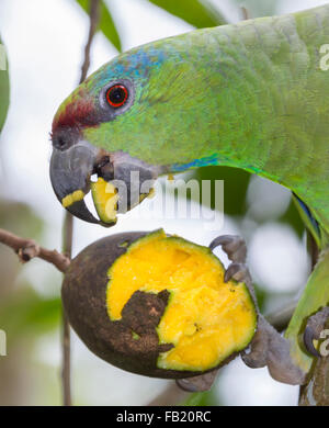 Festive amazon (Amazona festiva) mangiando mango, Pacaya Samiria riserva nazionale, Fiume Yanayacu, area amazzonica, Perù Foto Stock