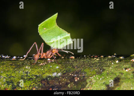 Leafcutter ant (Acromyrmex octospinosus) portante una foglia, Pacaya Samiria riserva nazionale, Fiume Yanayacu, area amazzonica, Perù Foto Stock