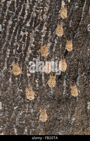 Una colonia di pipistrelli proboscide (Rhynchonycteris naso) sono ' appollaiati su una corteccia di albero nella foresta pluviale, Pacaya Samiria riserva nazionale, Perù Foto Stock