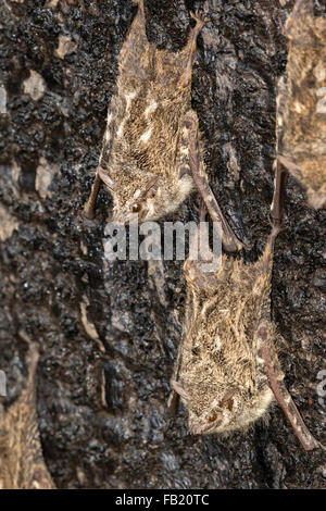 Proboscide pipistrelli (Rhynchonycteris naso) sono ' appollaiati su una corteccia di albero nella foresta pluviale, Pacaya Samiria riserva nazionale, Perù Foto Stock