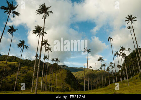 Alte palme su erba verde sotto il cielo blu con nuvole in Valle Cocora Foto Stock