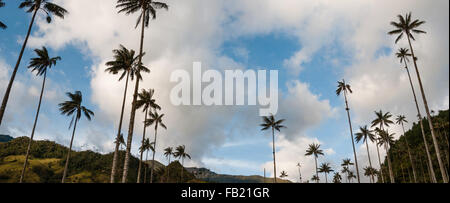 Alte palme su erba verde sotto il cielo blu con nuvole in Valle Cocora Foto Stock