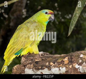 Festive amazon (Amazona festiva) nella foresta pluviale, Pacaya Samiria riserva nazionale, Fiume Yanayacu, area amazzonica, Perù Foto Stock