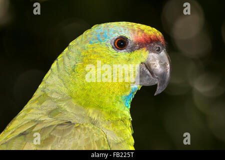 Festive amazon (Amazona festiva) ritratto, Pacaya Samiria riserva nazionale, Fiume Yanayacu, area amazzonica, Perù Foto Stock