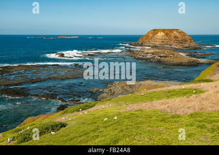 I Nobbies, Phillip Island, Victoria, Australia Foto Stock