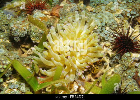 Un anemone Condy, Condylactis gigantea, sul fondale del mare dei Caraibi, America centrale e di Panama Foto Stock