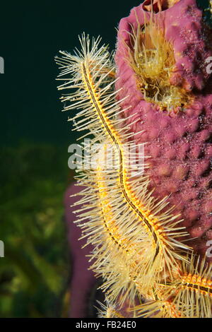 Chiusura del tentacolo di una spugna friabile, star Ophiothrix suensoni, sul tubo di ramificazione di spugna, Mar dei Caraibi Foto Stock