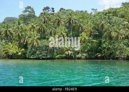 Selvatica costa tropicale con vegetazione lussureggiante visto dal mare, Loma Partida island, Bocas del Toro, Panama America Centrale Foto Stock