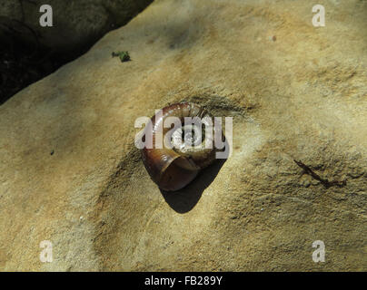 La guglia laterale del guscio del grande ramshorn lumaca (Planorbarius corneus) su una roccia di arenaria Foto Stock