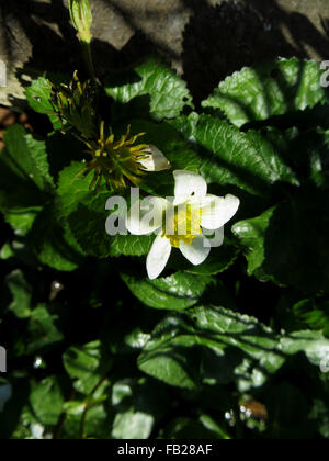 Fiori e semi immaturi di testa di White Marsh (marigold Caltha palustris var. alba) nella luce solare pezzata Foto Stock