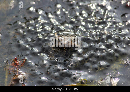 Femmina Rana comune (Rana temporaria) nel centro di sviluppo di frogspawn Foto Stock