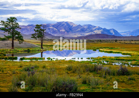 Colorato paesaggio della molla due pini vicino a un lago nella prateria steppa e montagne sullo sfondo
