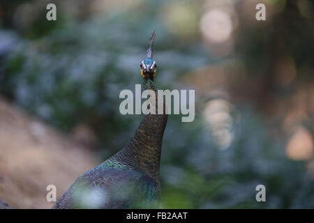 Yangon. Il 7 gennaio, 2016. Foto scattata il 7 gennaio 2016 mostra un verde peafowl a Hlawga Wildlife Park nella periferia di Yangon, Myanmar. Il Hlawga Wildlife Park che si trova a 35 chilometri a nord di Yangon copre un area di 623-ettaro compreso un 313-ettaro Wildlife Park, un 25-ettaro mini zoo e un 267-ettaro zona tampone. Credito: U Aung/Xinhua/Alamy Live News Foto Stock