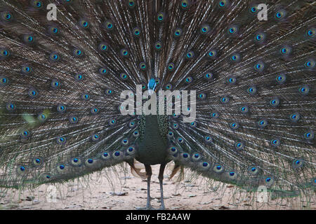 Yangon. Il 7 gennaio, 2016. Foto scattata il 7 gennaio 2016 mostra un verde peafowl a Hlawga Wildlife Park nella periferia di Yangon, Myanmar. Il Hlawga Wildlife Park che si trova a 35 chilometri a nord di Yangon copre un area di 623-ettaro compreso un 313-ettaro Wildlife Park, un 25-ettaro mini zoo e un 267-ettaro zona tampone. Credito: U Aung/Xinhua/Alamy Live News Foto Stock