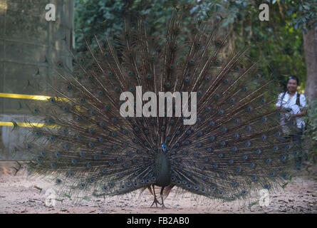 Yangon. Il 7 gennaio, 2016. Foto scattata il 7 gennaio 2016 mostra un verde peafowl a Hlawga Wildlife Park nella periferia di Yangon, Myanmar. Il Hlawga Wildlife Park che si trova a 35 chilometri a nord di Yangon copre un area di 623-ettaro compreso un 313-ettaro Wildlife Park, un 25-ettaro mini zoo e un 267-ettaro zona tampone. Credito: U Aung/Xinhua/Alamy Live News Foto Stock