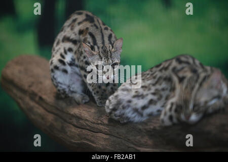 Yangon. Il 7 gennaio, 2016. Foto scattata il 7 gennaio 2016 mostra due gatti di leopard a Hlawga Wildlife Park nella periferia di Yangon, Myanmar. Il Hlawga Wildlife Park che si trova a 35 chilometri a nord di Yangon copre un area di 623-ettaro compreso un 313-ettaro Wildlife Park, un 25-ettaro mini zoo e un 267-ettaro zona tampone. Credito: U Aung/Xinhua/Alamy Live News Foto Stock