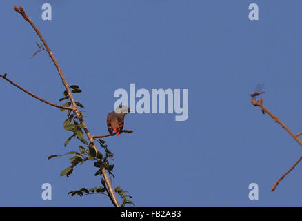 Yangon. Il 7 gennaio, 2016. Foto scattata il 7 gennaio 2016 mostra un colore rosato minivet a Hlawga Wildlife Park nella periferia di Yangon, Myanmar. Il Hlawga Wildlife Park che si trova a 35 chilometri a nord di Yangon copre un area di 623-ettaro compreso un 313-ettaro Wildlife Park, un 25-ettaro mini zoo e un 267-ettaro zona tampone. Credito: U Aung/Xinhua/Alamy Live News Foto Stock