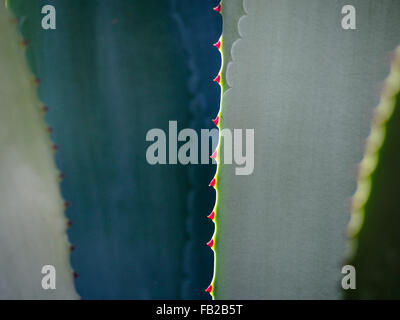 Agave foglie in Jardins Majorelle, Marrakech, Marocco Foto Stock