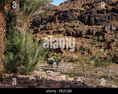 Mule trekking lungo il letto del fiume di Hamdour vallata a nord di N", Kob Jbel Saghro, Marocco Foto Stock