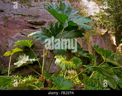 Foglie giganti di Gunnera genere di piante erbacee piante fiorite il solo membro della famiglia Gunneraceae Foto Stock