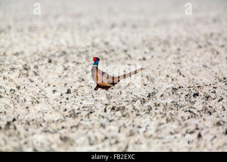 Paesi Bassi, Kollumerpomp, fagiano su terreni arati Foto Stock