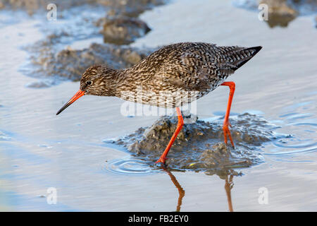 Paesi Bassi, Ezumazijl, Parco Nazionale Lauwersmeer. Common redshank, Olandese: Tureluur (Tringa totanus) Foto Stock